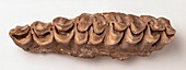 Lower jaw fragment from an early Giraffe