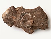Soliclymenia ammonoid fossil