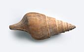 Fossilised Clavithes shell