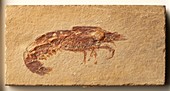 Carpopenaeus fossil