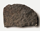 Phyllograptus fossil