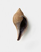 Ficopsis penita (Fig shell),Eocene era
