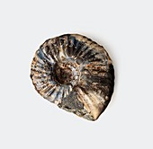 Ammonite shell fossilised in limestone