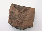 Fossilized seed fern leaf