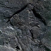 Shale,close-up