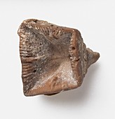 Rugose coral fossil