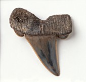 Fossilised tooth of Striatolamia