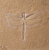 Dragonfly fossilised in limestone