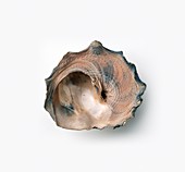 Carrier shell (Xenophora)