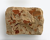 Micaceous sandstone with iron oxide