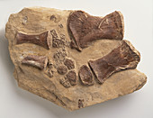 Fossilised forelimb bones of Tylosaurus