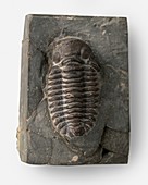 Fossilized Sphaerexochus