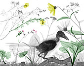 Jay songbird in garden,X-ray