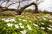 Wood Anemone