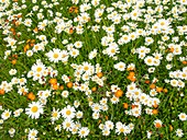 Wild flowers in a meadow