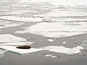 A Bearded Seal (Erignathus barbatus)