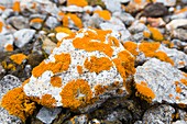 Lichen covered pebbles on a raised beach