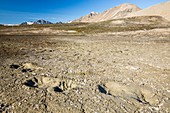 Polar Bear footprints in permafrost