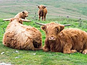 Highland Cattle on open moorland