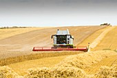 A farmer harvesting wheat