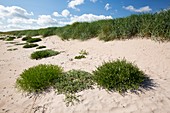 Sand dunes at Beadnell Bay