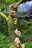 Fungi on an Oak tree