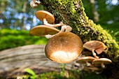 Fungi on an Oak tree