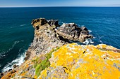 Lichen on rock above the sea cliffs