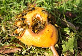 Wasps feeding on a fallen pear