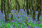 Woodland bluebells