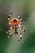 Orb weaver spider