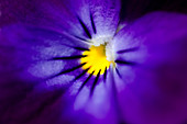 Blue pansy abstract