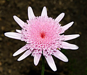 Argyranthemum 'Mary Wootton'