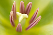 Tulip stamens