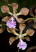 Encyclia orchids