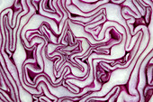 Red cabbage abstract
