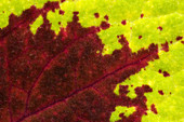 Coleus leaf abstract