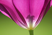 Deep pink tulip abstract