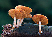 Common rustgill fungus