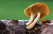 Common rustgill fungus