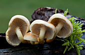 Sulphur tuft fungus
