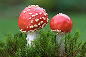 Young fly agaric fungus