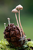 Conifer cone cap fungus
