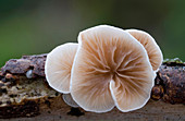 Variable oysterling fungus