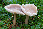 Butter cap fungus