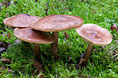 Common cavalier fungus