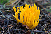 Yellow stag's-horn fungus