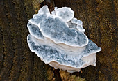 Conifer blueing bracket fungus