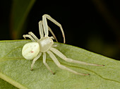 Flower crab spider