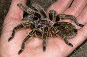 Chilean rose tarantula held in hand